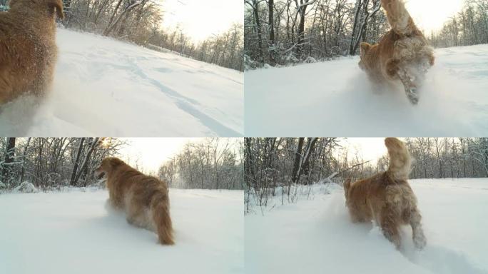 HD稳定缓慢MO：狗在雪地里奔跑