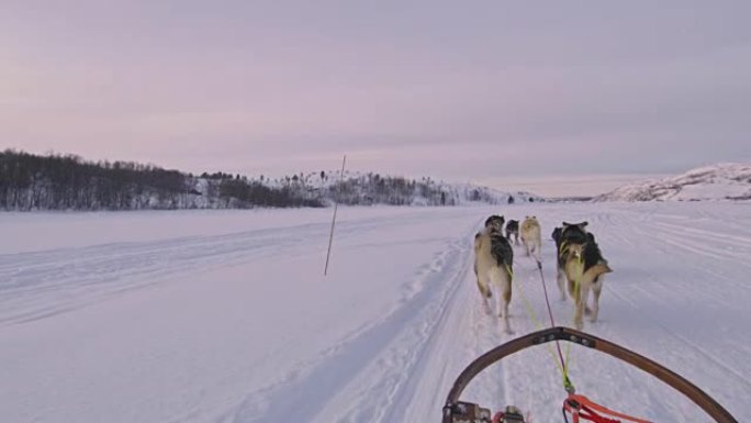 挪威的POV狗拉雪橇