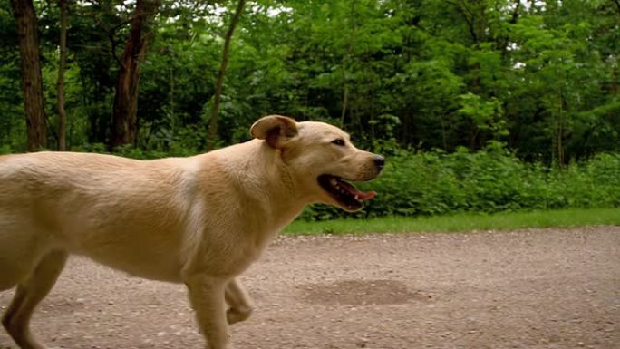 SLO MO黄色拉布拉多犬在土路上奔跑