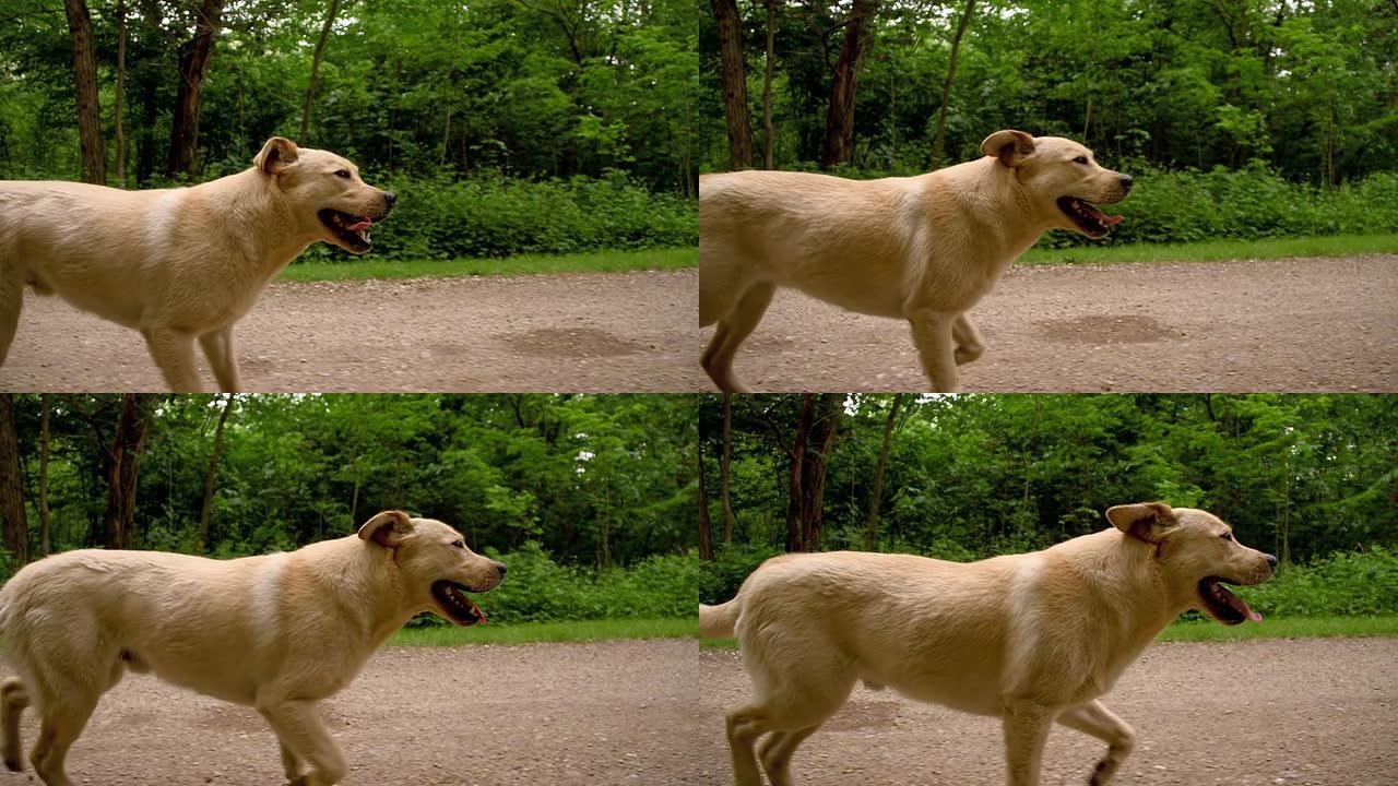 SLO MO黄色拉布拉多犬在土路上奔跑