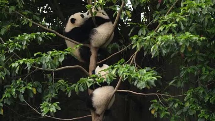 树上三只可爱的熊猫小熊，4k