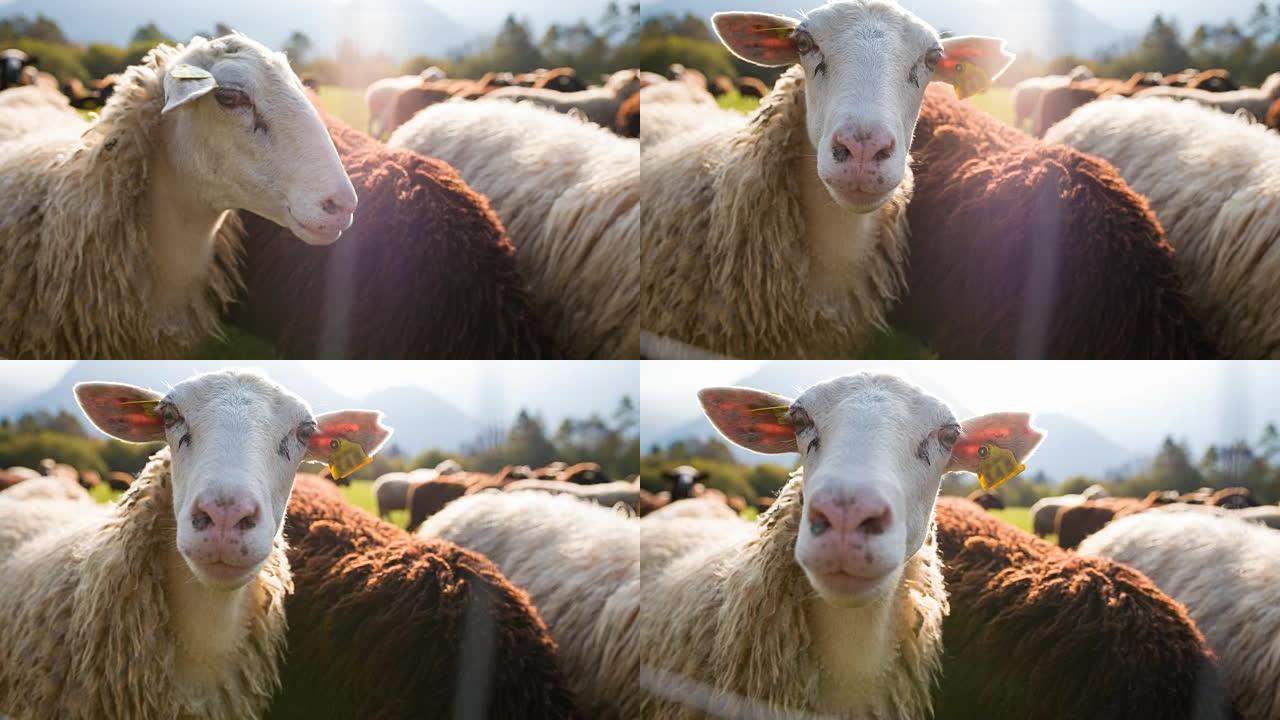 好奇的绵羊看着相机，而其他人则在牧场上放牧
