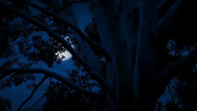 微风中大树后面的月亮