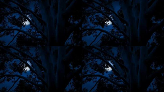 微风中大树后面的月亮