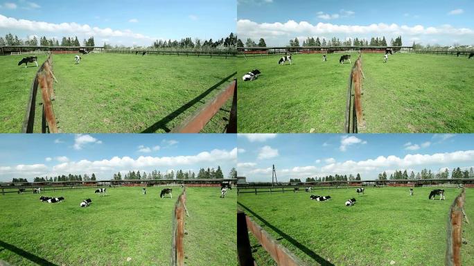 奶牛畜牧业养殖业牧场