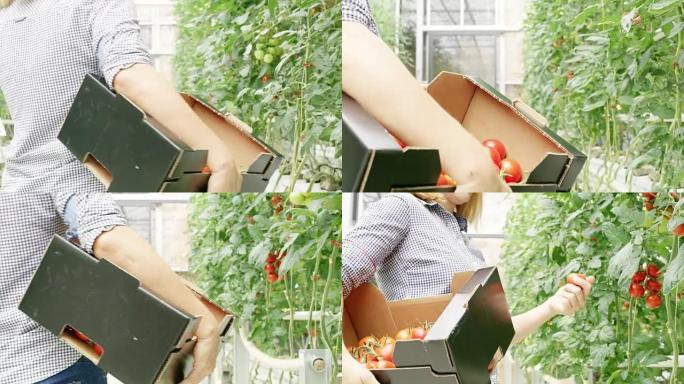 女士在温室中收获西红柿