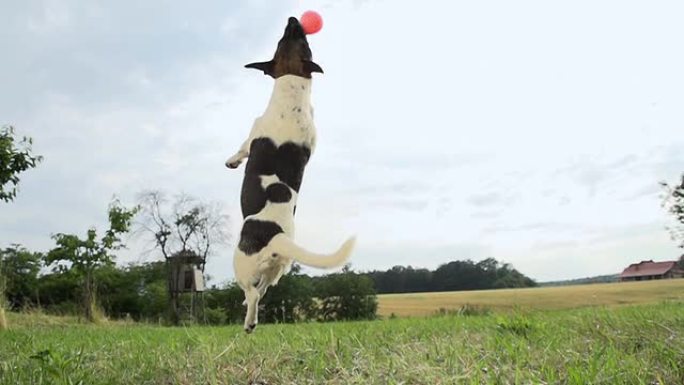 HD SUPER SLOW-MO：狗狗为球跳跃