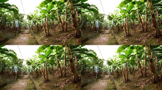 哥斯达黎加的香蕉树DS场