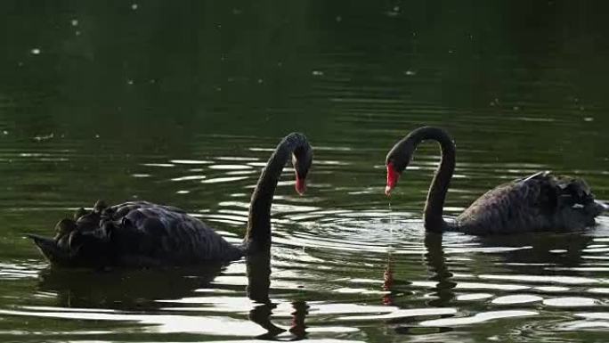 黑天鹅在池塘里游泳的慢动作