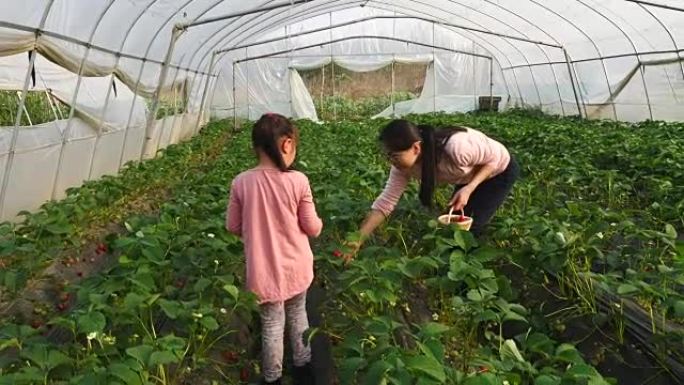 亚洲小女孩和妈妈在农场采摘草莓