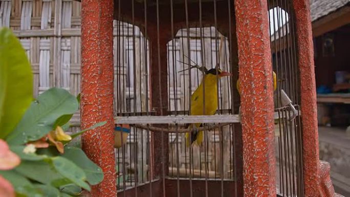 LS鸟舍中的热带鸟类