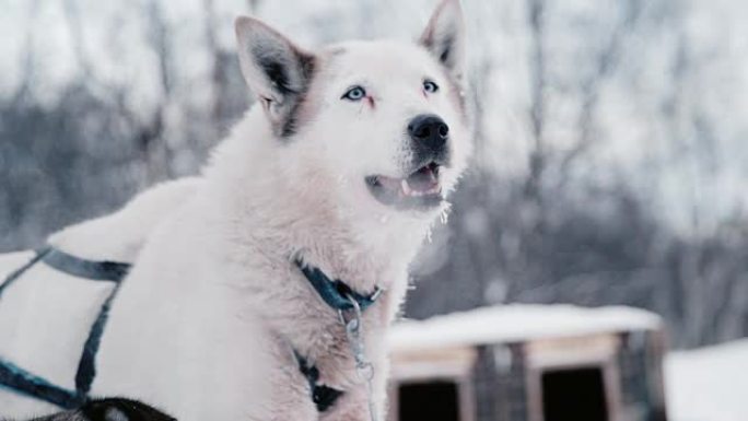 小屋的SLO MO雪橇犬