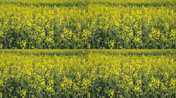 油菜花