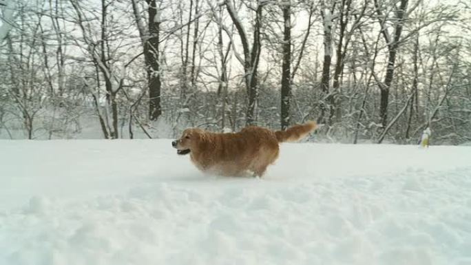HD STEADY SLOW MO：雪地里的小狗奔跑