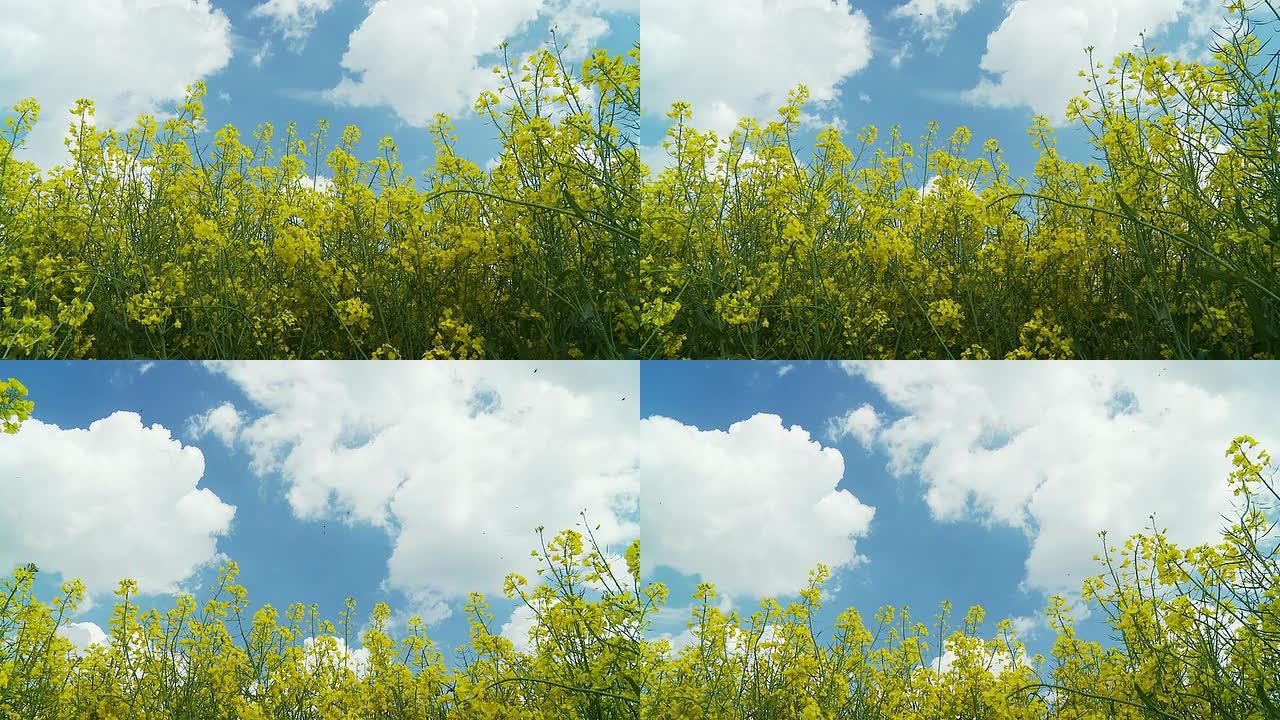 高清DOLLY：美丽的云景笼罩着油菜花