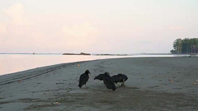 哥斯达黎加海滩上的黑秃鹰