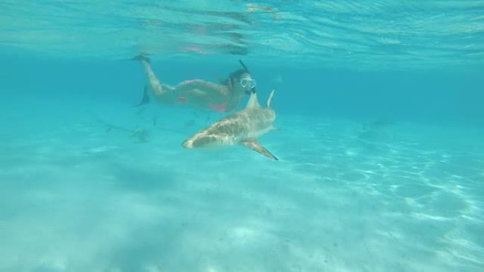 水下: 年轻的女性游客探索充满鲨鱼的翡翠海洋。