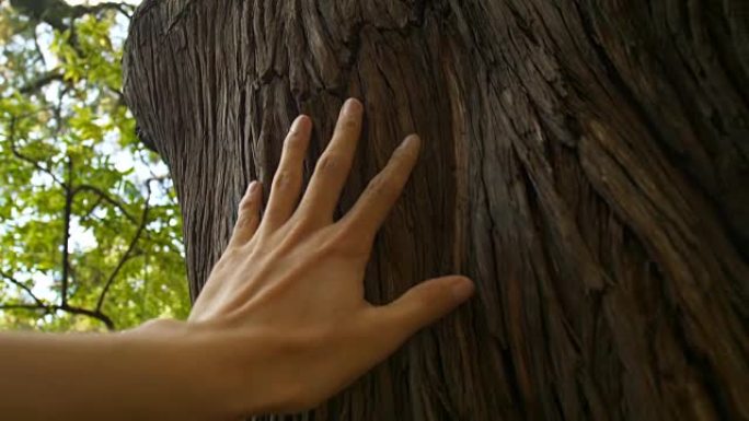 手触摸森林中的树干
