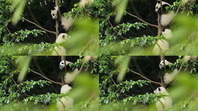 树上两只可爱的熊猫小熊，4k
