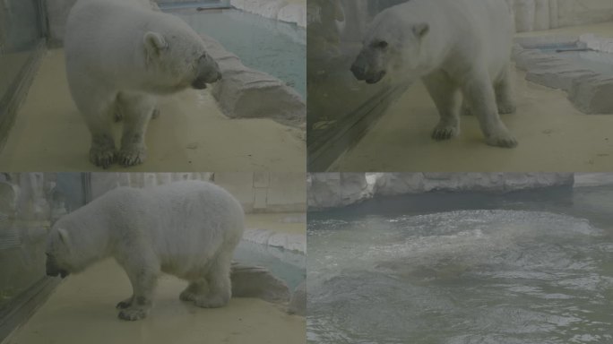 海洋馆北极熊