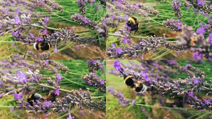 蜜蜂在薰衣草花上收集花粉