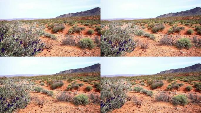 生长在犹他州沙漠中的DS植物