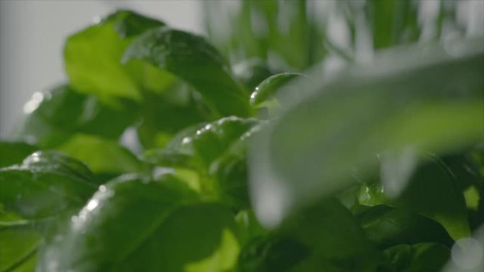 鼠尾草和罗勒植物鼠尾草和罗勒植物下雨