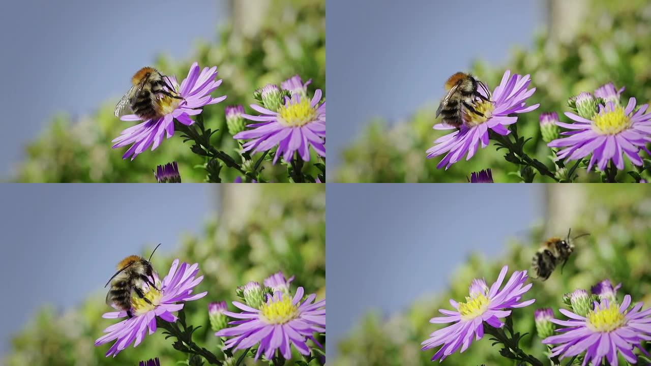 慢动作：大黄蜂大黄蜂