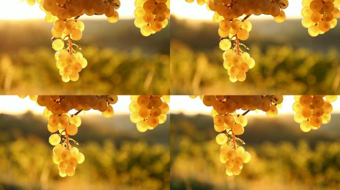 HD DOLLY：阳光照射下的葡萄