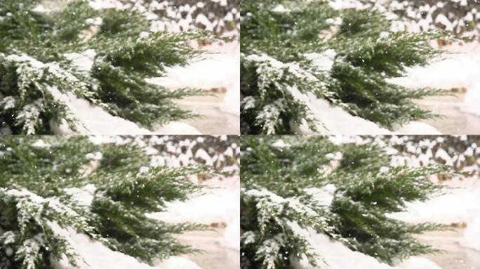 HD SUPER SLOW MO：雪覆盖柏树