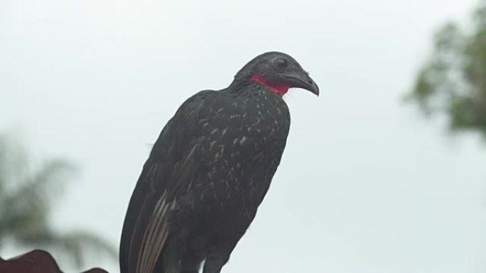 深红色水果乌鸦坐在热带雨林中间的树枝上