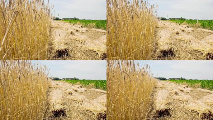 WS DS农民用收割机-粘合剂切割大麦