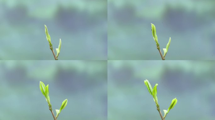 茶叶生长发芽茶树发芽植物生长茶叶延时