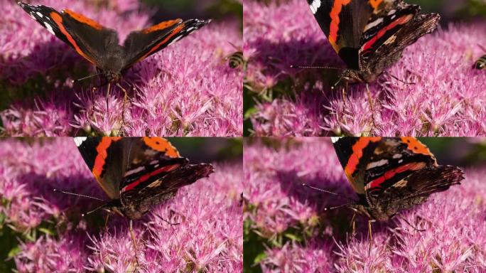 慢镜头:紫色花朵上的蝴蝶