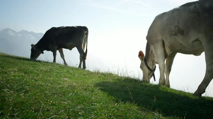 奶牛放牧奶牛放牧吃草