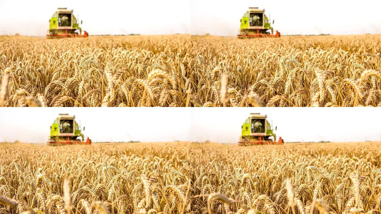 LS DS联合收割小麦