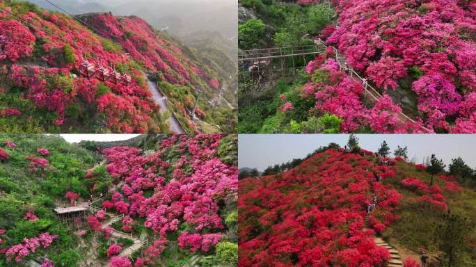 木兰云雾山杜娟花