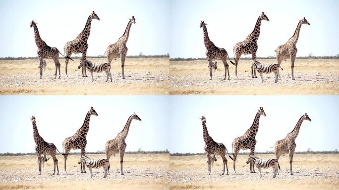 非洲大草原的长颈鹿和斑马