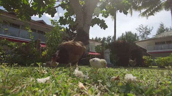 低角度: 可爱的小鸡和棕色母鸡在阳光明媚的草地上觅食。