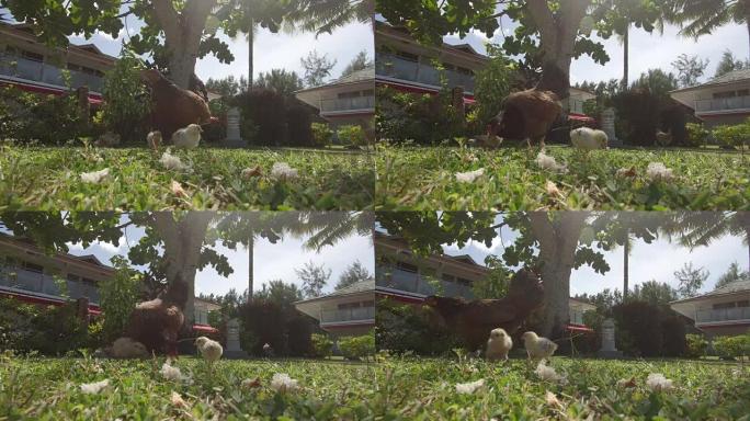 低角度: 可爱的小鸡和棕色母鸡在阳光明媚的草地上觅食。