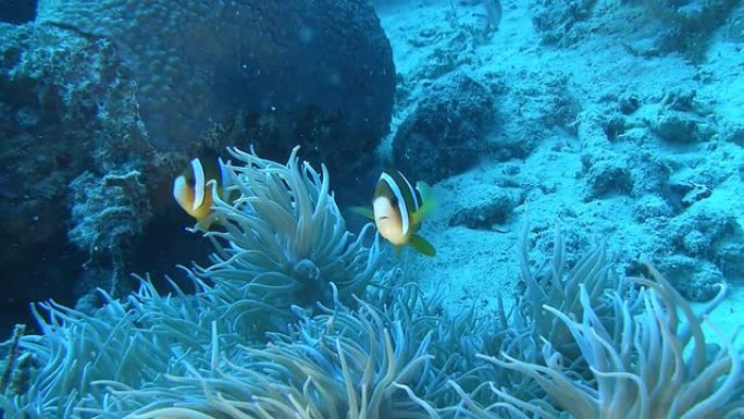 高清：珊瑚海小丑鱼