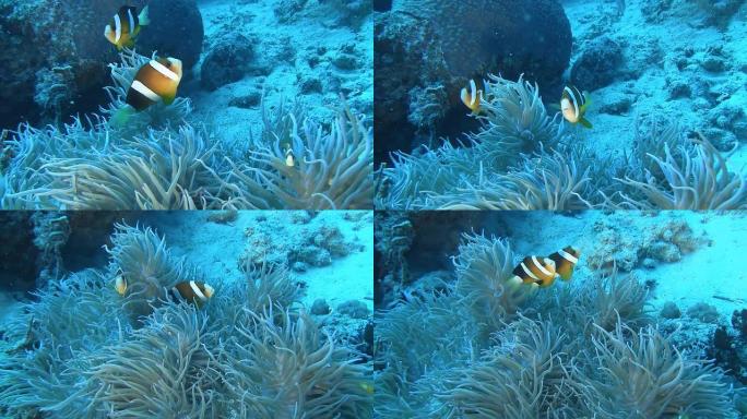 高清：珊瑚海小丑鱼