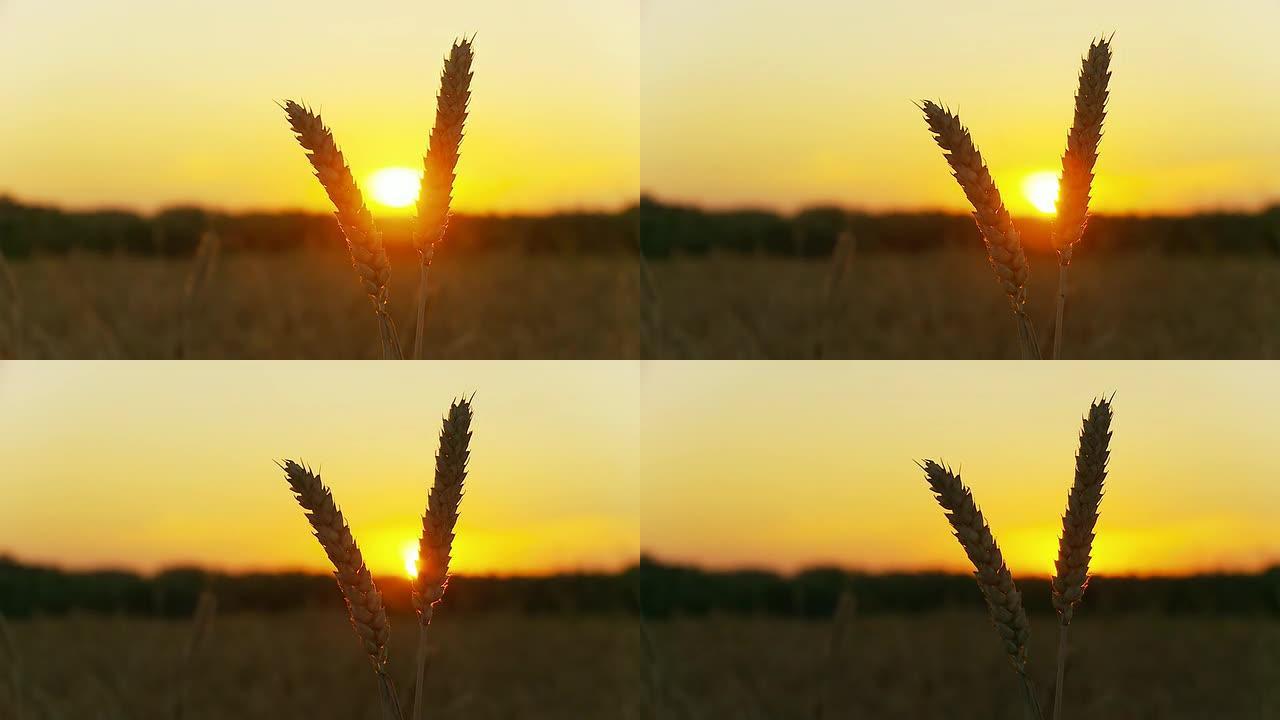 高清时间重叠：日落时的小麦之刃