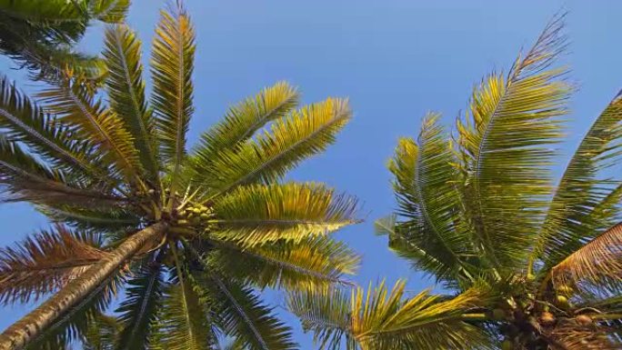 仰望椰树随风晃动绿色生态化经岛屿