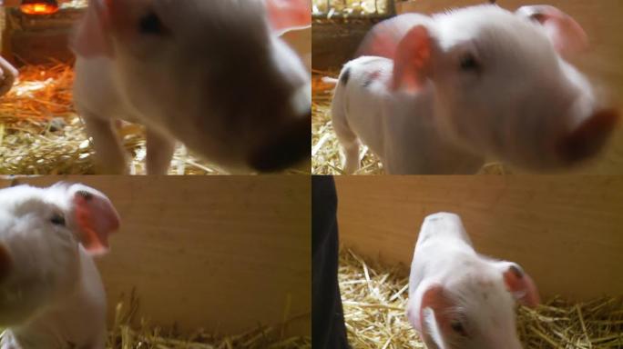 HD：谷仓里的小猪
