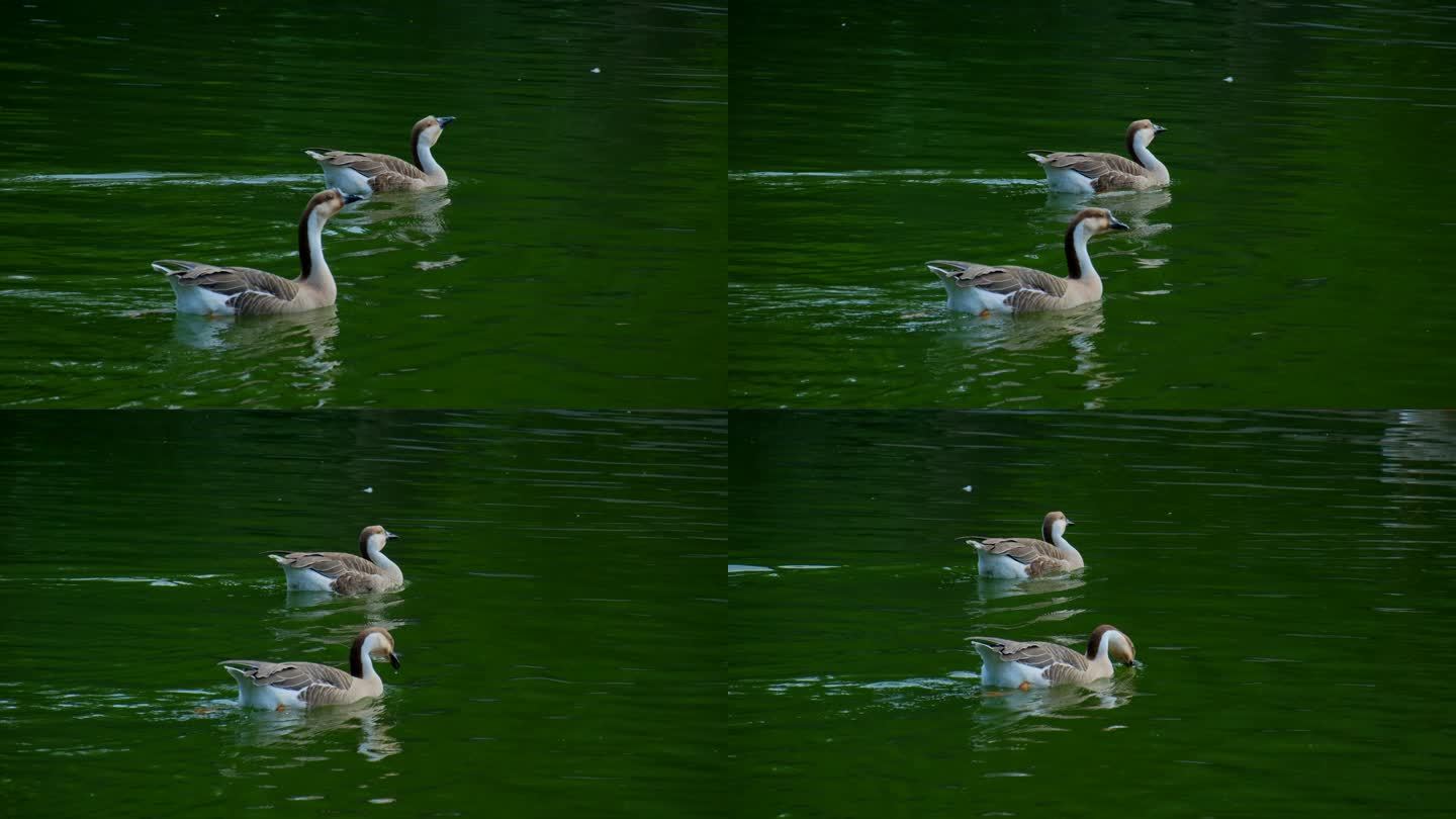 鸿雁在池塘游泳 家鹅养鹅
