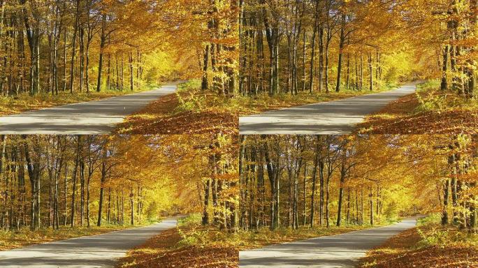 HD DOLLY：森林路上的秋日阳光