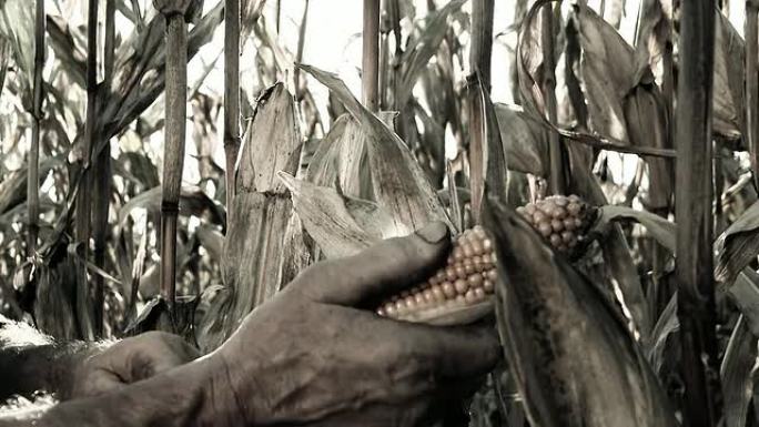 HD：农民的手在检查玉米芯