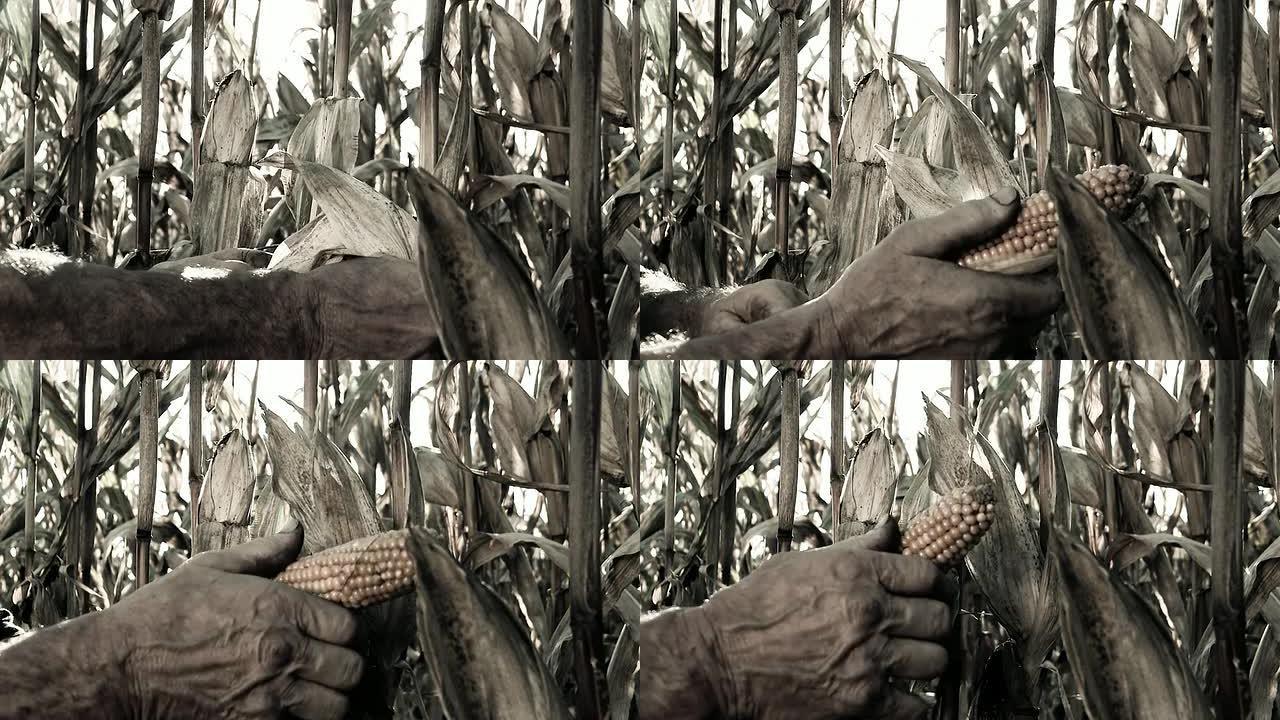 HD：农民的手在检查玉米芯