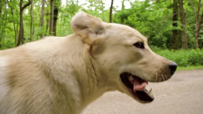 SLO MO Labrador猎犬在穿越森林的道路上奔跑